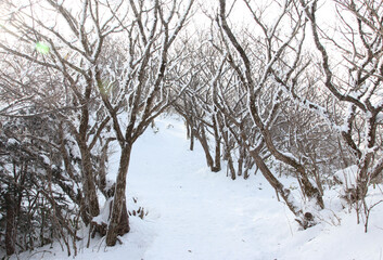 winter snow