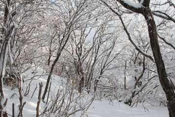 winter snow