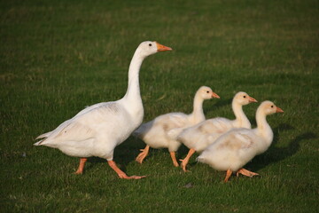 geese on the grass