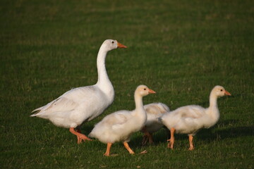 group of geese