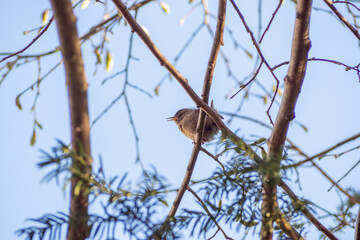Pouillot véloce sur un tilleul