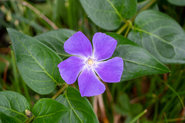 Fleur de pervenche violette © ChM création