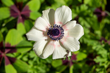 Gros plan sur une anémone blanche