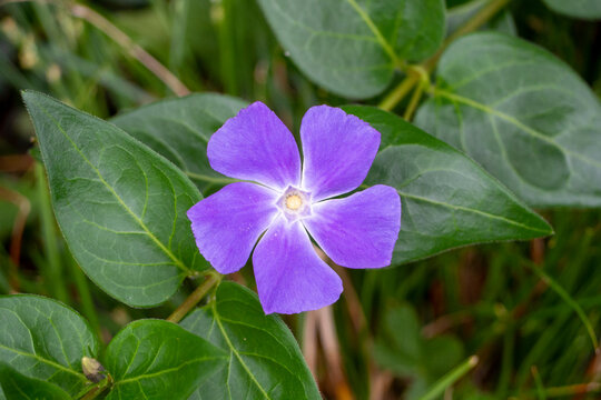 Fleur Violette