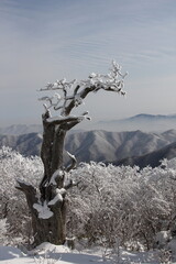 winter snow