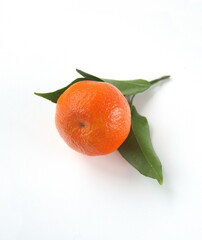 Branch of mandarine, mandarin orange (Citrus reticulata), medicinal plant with edible orange fruits