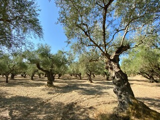 Olive trees in Tragaki on Zakynthos, Greece.