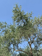 Olive trees in Tragaki on Zakynthos, Greece.