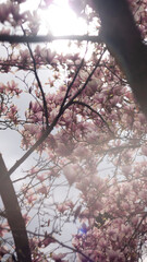 Kwitnące Drzewo Magnolii Pośredniej
