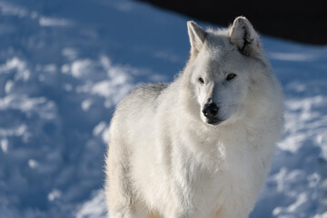 White wolf in the snow at the Yellowstone Grizzly and Wolf Center.  CAPTIVE
