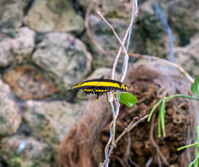 Close up of King swallowtail butterfly (Papilio thoas)
