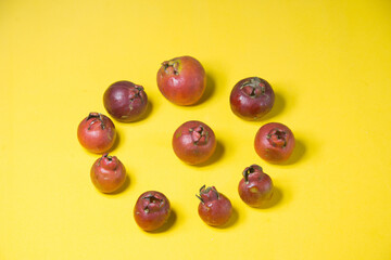 araçá vermelho on a background in yellow tone