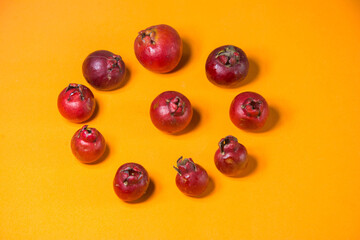 araçá vermelho on a background in orange tone
