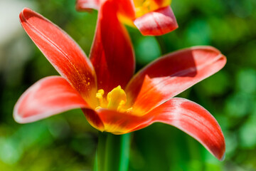 Fototapeta premium spring flowers in the park