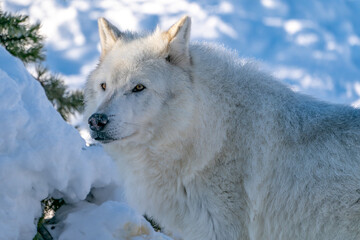 Obraz premium White wolf in the snow at the Yellowstone Grizzly and Wolf Center. CAPTIVE 