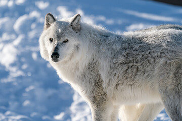 White wolf in the snow at the Yellowstone Grizzly and Wolf Center.  CAPTIVE

