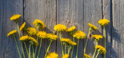 dandelions on old wooden background