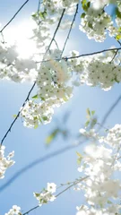 Photo sur Plexiglas Bleu Cerisier commun en fleurs