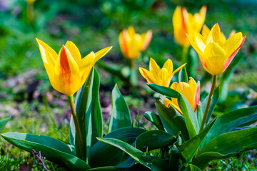 spring flowers in the park