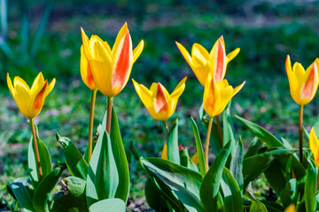 spring flowers in the park