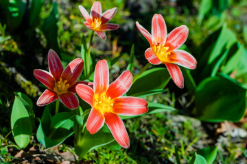 Fototapeta premium spring flowers in the park