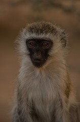 Retrato de un mono vervet durante un safari en Tanzania