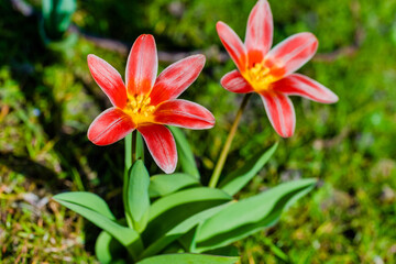 Obraz premium spring flowers in the park