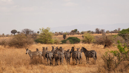 Grupo de cebras en su hábitat natural, la savana africana, en el Serengeti (Tanzania)