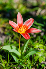 Fototapeta premium spring flowers in the park