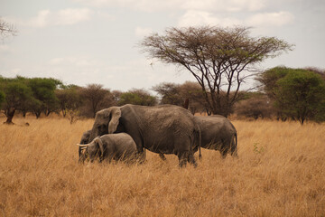 Fototapeta premium Manada de elefantes en su hábitat natural, la savana africana, en el parque del Serengeti