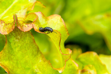 terrible black beetle larva Ablattaria laevigata feeds on lush and succulent leaves