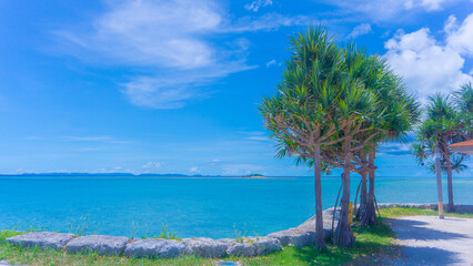 沖縄　夏の海辺のヤシの木