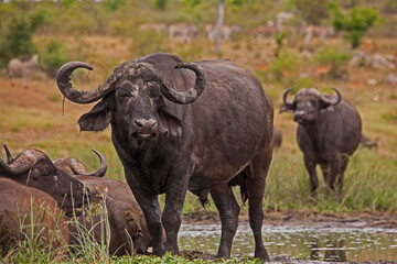 Buffalo Bull 13832
