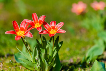 Naklejka premium spring flowers in the park
