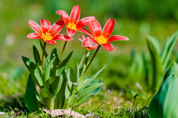 spring flowers in the park