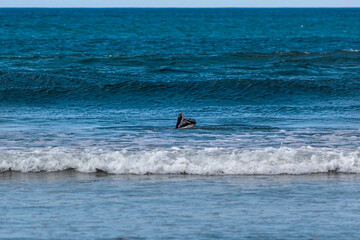 pelican swimming in the blue sea