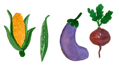 Watercolor set of ripe vegetables from the garden.