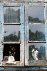 cats in the window in rural