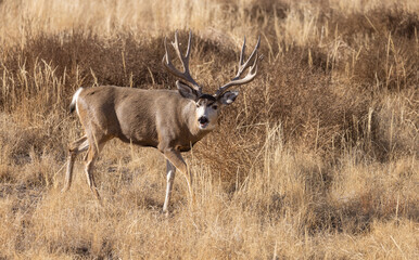 Buck Mule Deer in the Fall Rut in Colorado