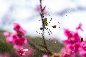 桜の木に巣を張る女郎蜘蛛