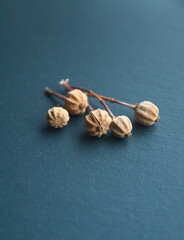 Seeds of Cistus monspeliensis, rockrose, ornamental and medicinal plant, on grey stone background