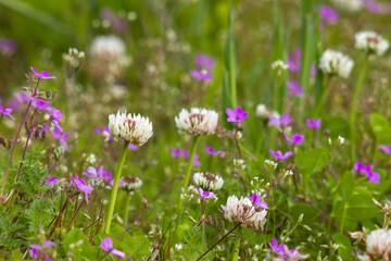 Obraz premium wild flowers in the meadow