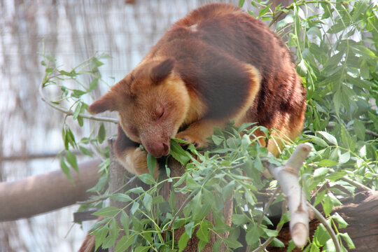 tree-kangaroo (dendrolagus) in a zoo in australia 