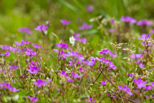 Lovely abstract background with violet flowers. Soft focus photo