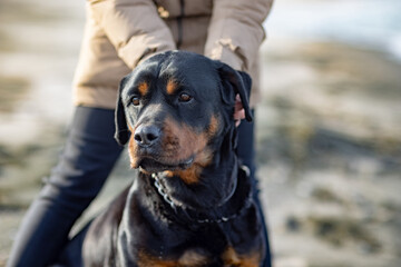 An unknown girl in a jacket stands on the beach near the sea and scratches a Rottweiler dog behind...