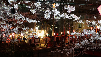 Fototapeta premium Tokyo in full cherry blossom season