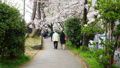 Fototapeta na wymiar Tokyo in full cherry blossom season