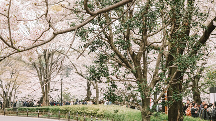 Fototapeta premium Tokyo in full cherry blossom season