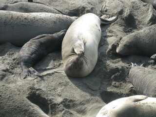Obraz premium Sea Lion Scratching Nose