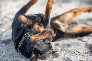 The dog somersaults the beach near the sea